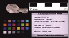 Foto (Objekt + Etiketten) von Paguridae indet. (NHMW-GEO-1990-0041-0224)